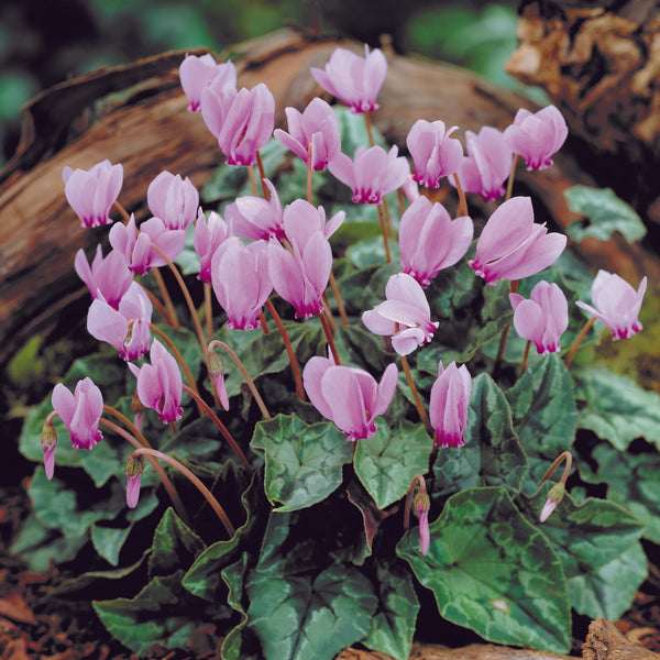 シクラメン ネアポリタナム／Cyclamen Neapolitanum